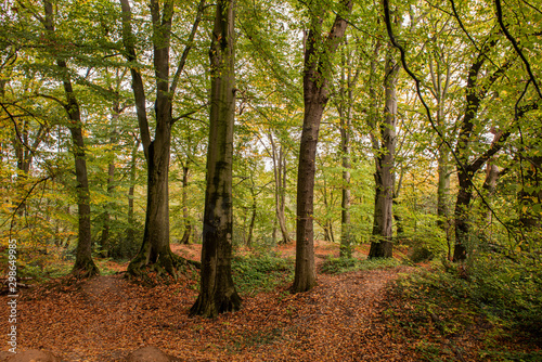 Autumn in the woods