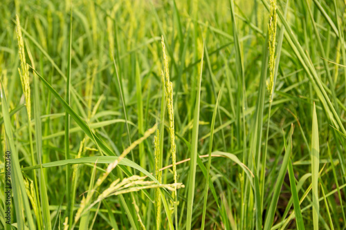 Young green rice paddy in the paddy field background pattern. © bignai