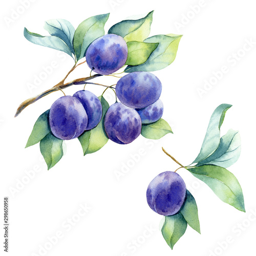 Картината върху платно watercolor fruit plum branch