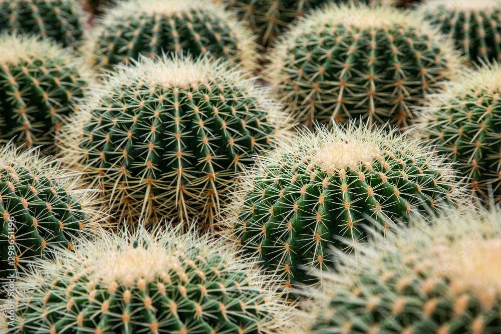 Opuntia Cactus( Cactus Pear, Prickly Pear) with thorns close up. Opuntia Cactus( Cactus Pear, Prickly Pear) with thorns close up.