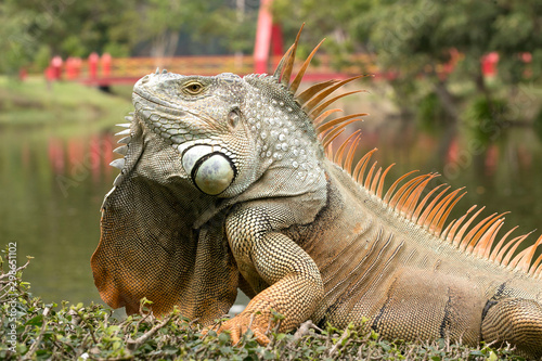 Portrait of macro shot on iguana head
