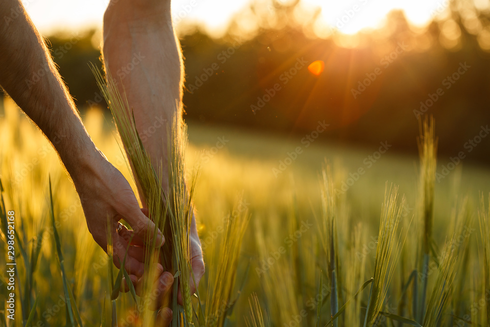 Farmer's hands touch young wheat in the sunset light - obrazy, fototapety, plakaty 