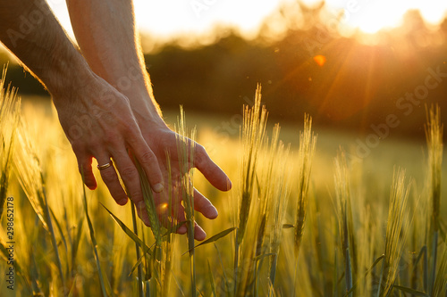 Farmer's hands touch young wheat in the sunset light