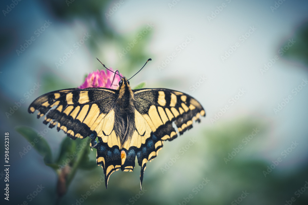 Obraz premium Machaon perché sur une fleur