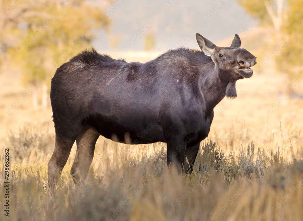 Cow Moose in Grand Teton National Park Cow Moose in Grand Teton National Park