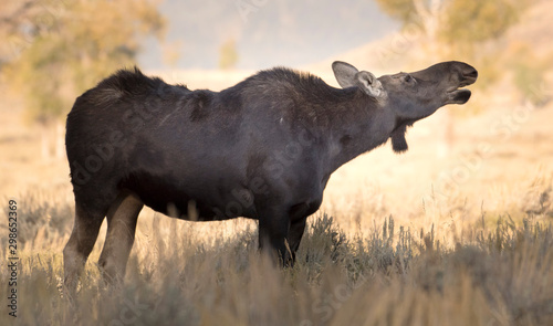 Fototapeta Naklejka Na Ścianę i Meble -  Cow moose breathing the morning air in Grand Teton National Park
