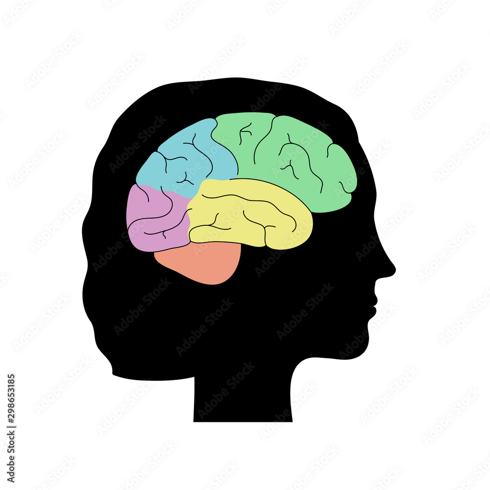 Obraz premium Vector illustration of human brain anatomy 