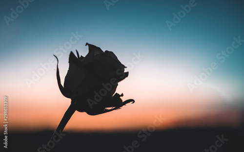 rose  silhouette at the sunrise 