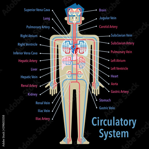 黒バックに英語で各部位の名称が記載された循環器系のシンプルなイラスト
