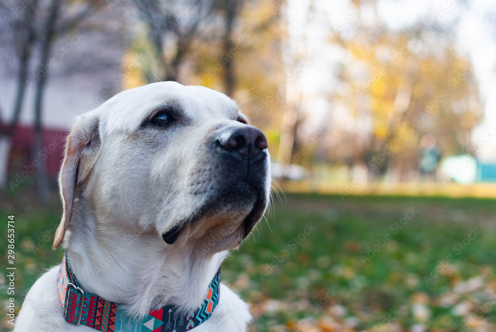 sad yellow labrador retriever at the autumn background