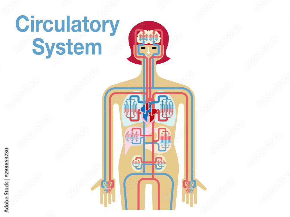 循環器系のシンプルなイラスト Stock Vector Adobe Stock