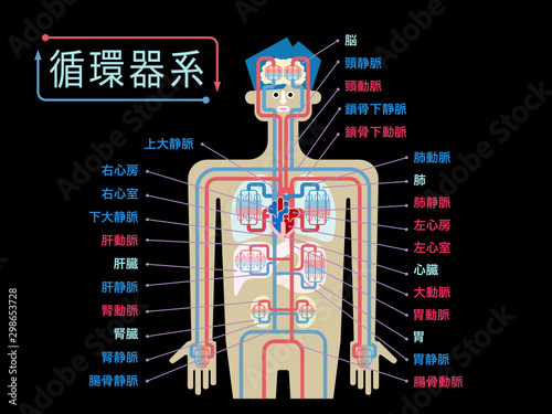 黒バックに日本語で各部位の名称が記載された循環器系のシンプルなイラスト