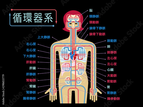 黒バックに日本語で各部位の名称が記載された循環器系のシンプルなイラスト