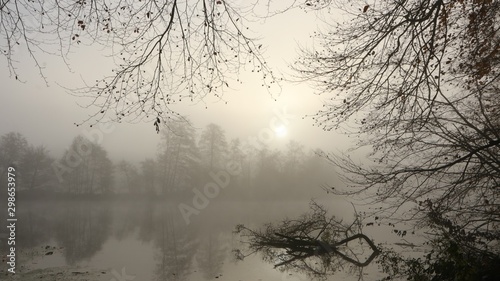 trees in the fog, obituary