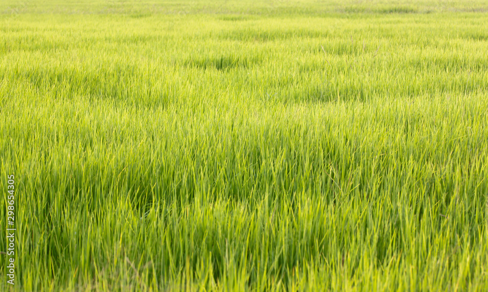 Rice plants on sunlight in the evening.