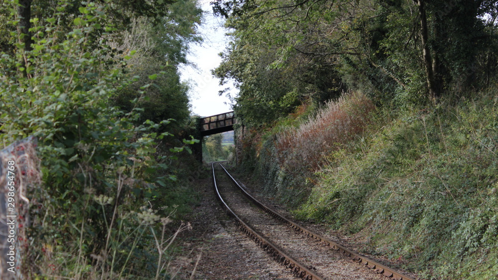 Fototapeta premium bridge in the forest