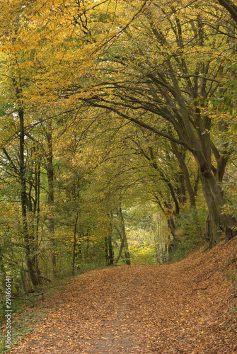 autumn forest way