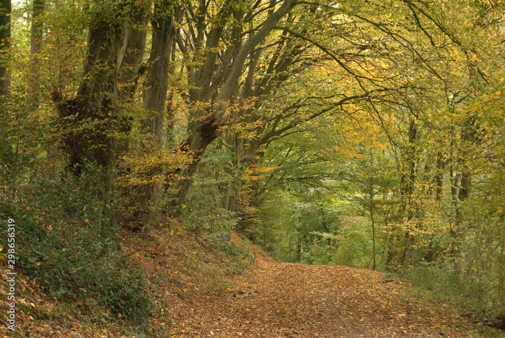 Fototapeta premium autumn forest way