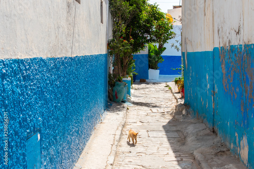 Alone cat walking in blue street in old Town, Medina of Rabat, Morocco. Narrow romantic street between buildings in Moroccan town  © Maciej