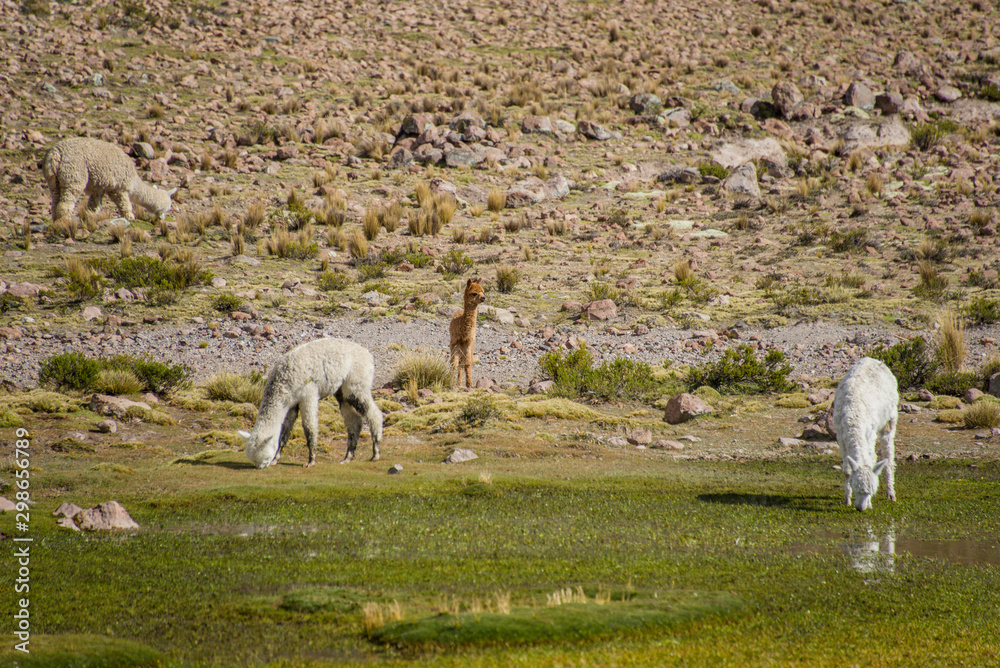 Naklejka premium Alpacas are grazing on a field in Peru
