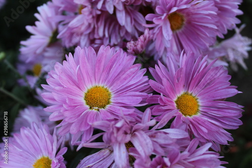 photo of daisies flowers.daisies with lilac petals.they bloom in the garden in summer.