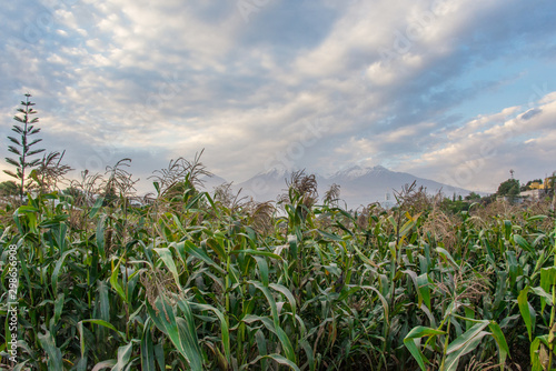 Corn field in Arequioa in Peru