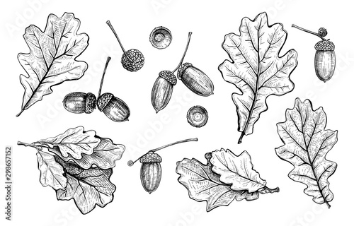 Set of different hand drawn oak leaves and acorns. Vector illustration in sketch style, botanical design elements isolated on a white background photo