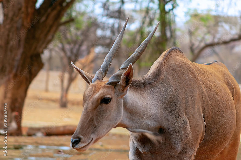 Beautiful Images of African largest Antelope. Wild african Eland
