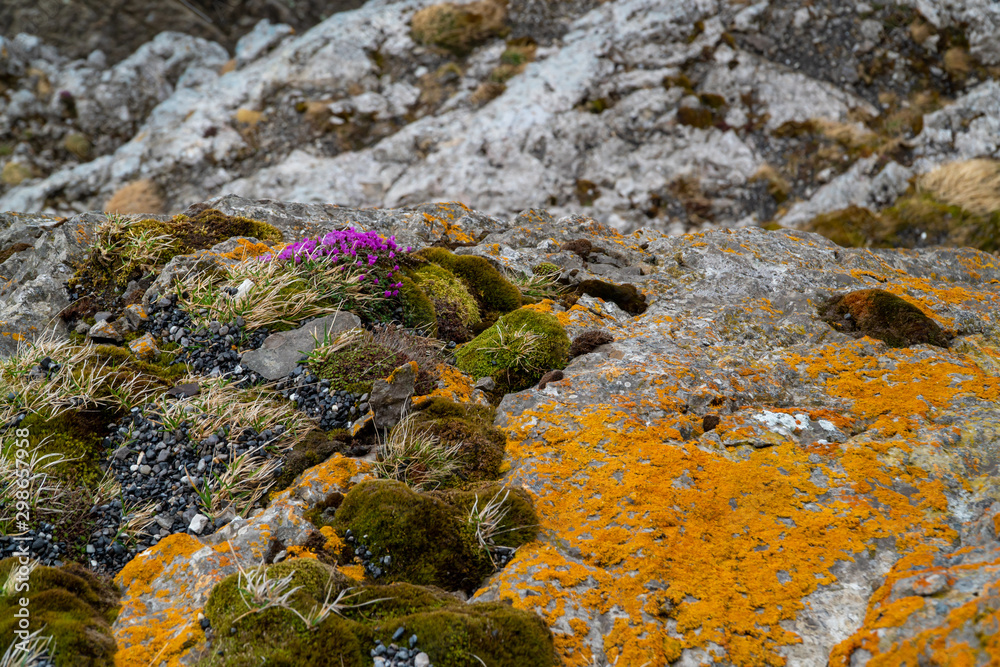 Small colorful flower is growing on rough surface