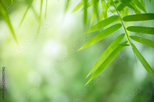 Fototapeta Naklejka Na Ścianę i Meble -  Bamboo leaves, Green leaf on blurred greenery background. Beautiful leaf texture in sunlight. Natural background. close-up of macro with free space for text.