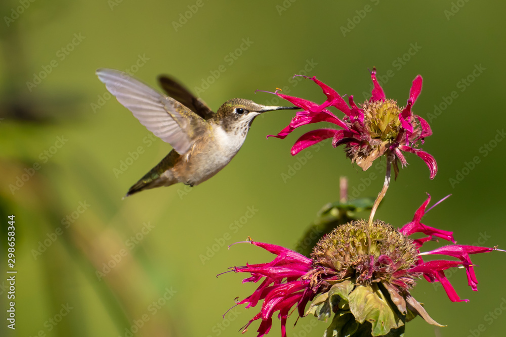 Obraz premium Ruby-throated Hummingbird at flower taken in central MN