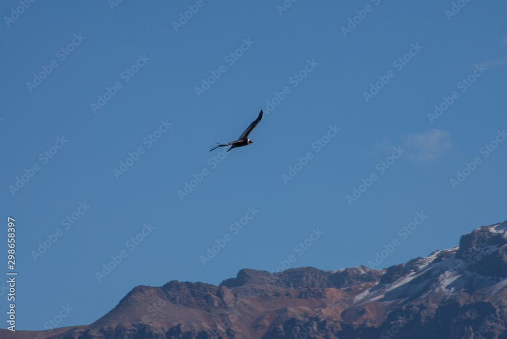A soaring сondor above the Colca canyon in Peru A soaring сondor above the Colca canyon in Peru