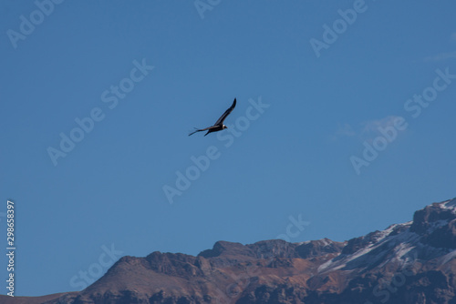 A soaring сondor above the Colca canyon in Peru © Юлия Серова
