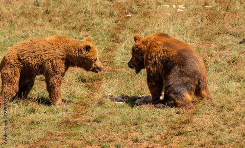 a brown bear walking through a green meadow