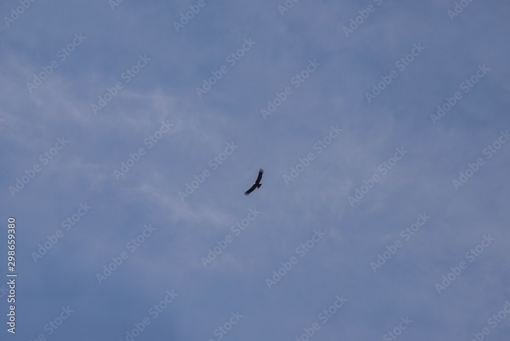 A soaring сondor above the Colca canyon in Peru A soaring сondor above the Colca canyon in Peru