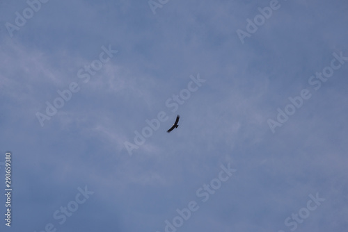 A soaring   ondor above the Colca canyon in Peru