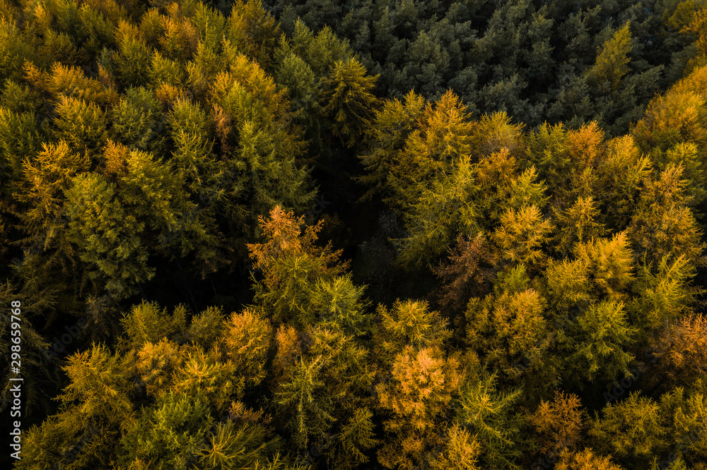 An aerial drone view of a large pine forest