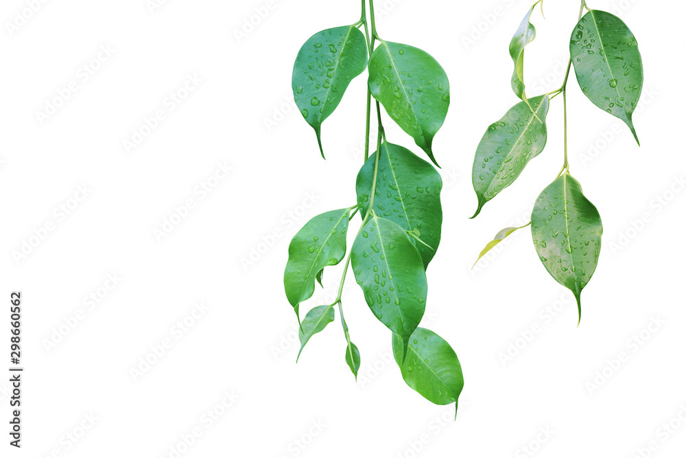 Ficus Green Leaves with Rain Water Drops Isolated on White Background Ficus Green Leaves with Rain Water Drops Isolated on White Background