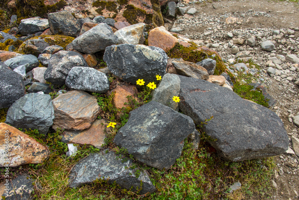 Yellow flowers grow up through the stones (Salkantay trek - Andes, Peru) Yellow flowers grow up through the stones (Salkantay trek - Andes, Peru)