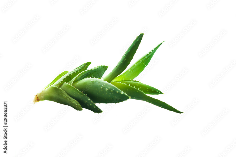 Aloe vera plant isolated on white background Aloe vera plant isolated on white background