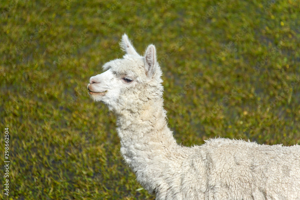 Obraz premium Alpaca is grazing on a field in Peru