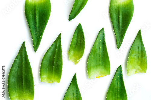 Aloe vera leafs isolated on white background photo