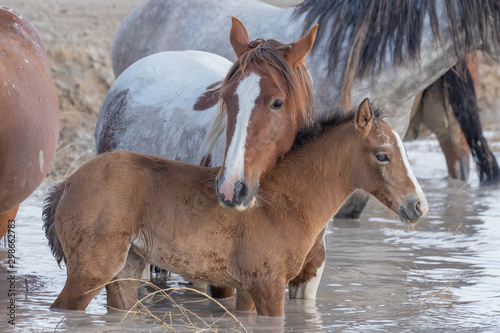 Wild Horses in Spring at a Utah Desert Waterhole
