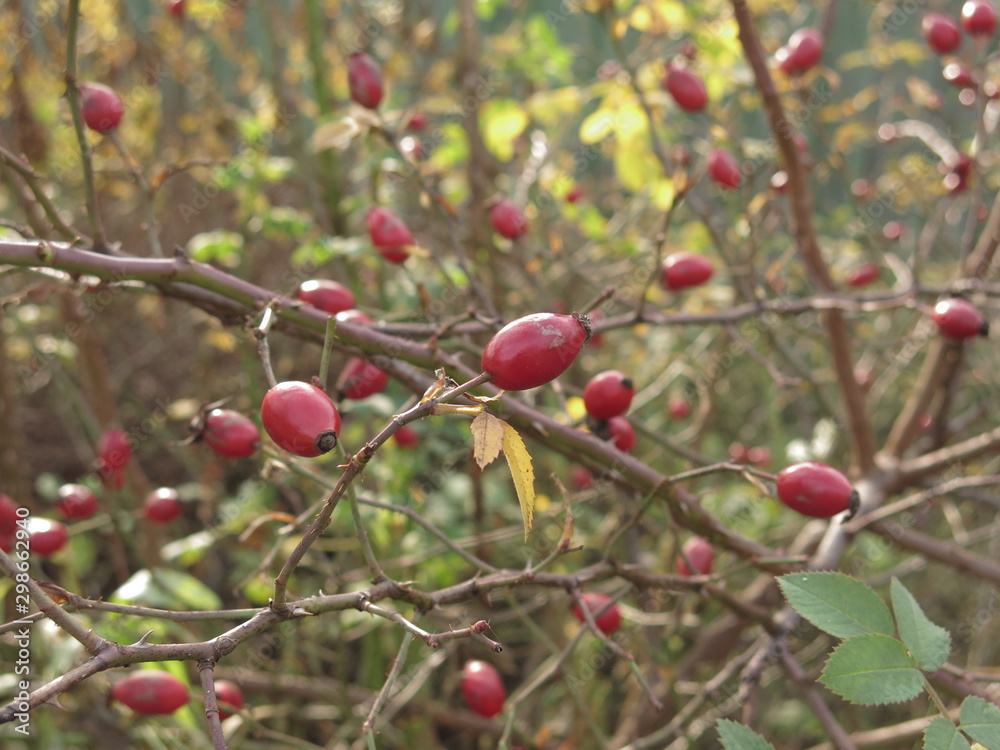 the berries of rose hips in the fall