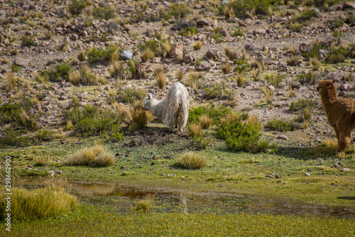 Alpaca is grazing on a field in Peru