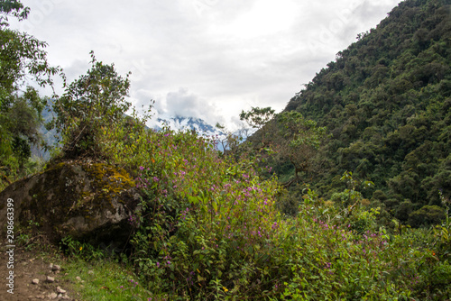 Сloud forest and tropical jungle around Chaullay in Peru (Salkantay trek)