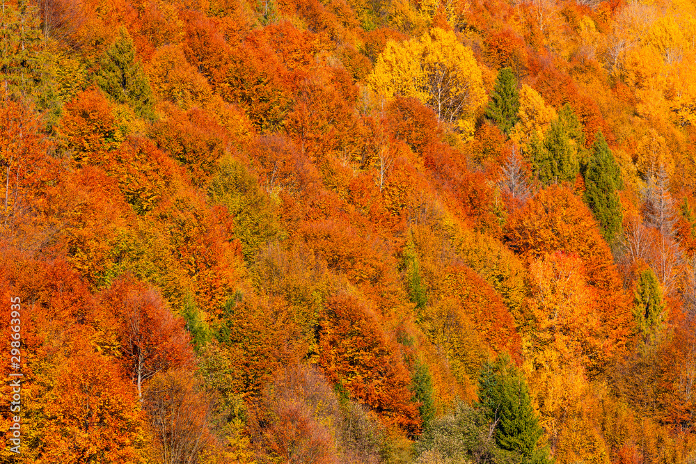 Autumn forest background texture. Mountain slope, covered with yellow and orange trees.