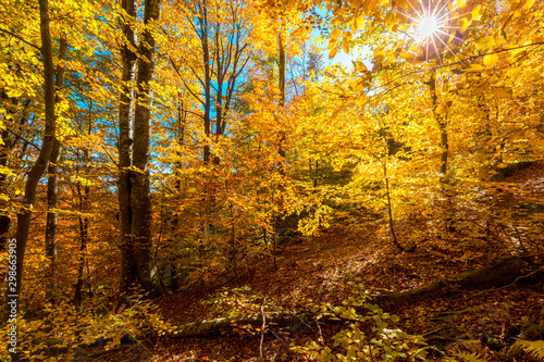 Beautiful autumn forest with yellow trees and bright sun through the branches. Autumnal background.