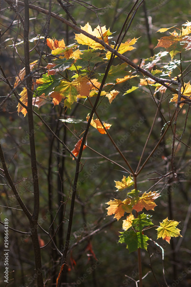 Obraz premium Maple branch in September forest, nature beautiful background