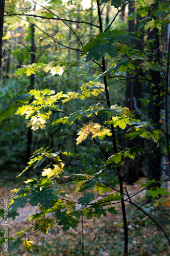 Fototapeta Naklejka Na Ścianę i Meble -  Maple branch in September forest, nature beautiful background